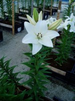 [1647 Litouwen No02.JPG]